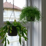 RHIPSALIS Plante naturelle, Cactus-gui diverses espèces, 17 cm
