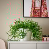 RHIPSALIS Plante naturelle, Cactus-gui diverses espèces, 17 cm