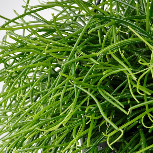 RHIPSALIS Plante naturelle, Cactus-gui diverses espèces, 17 cm