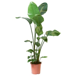 STRELITZIA Plante naturelle, ., 27 cm