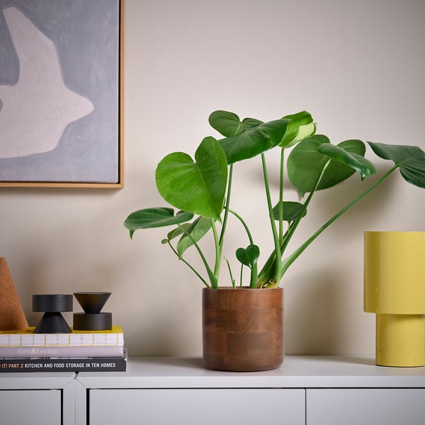 SVARTHÄTTA Cache-pot, manguier, 12 cm