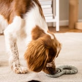 UTSÅDD Jouet pour chien, avec trou pour friandise/gris vert
