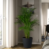 BJÖRNBAMBU Portavasi, da interno/esterno grigio scuro, 32 cm