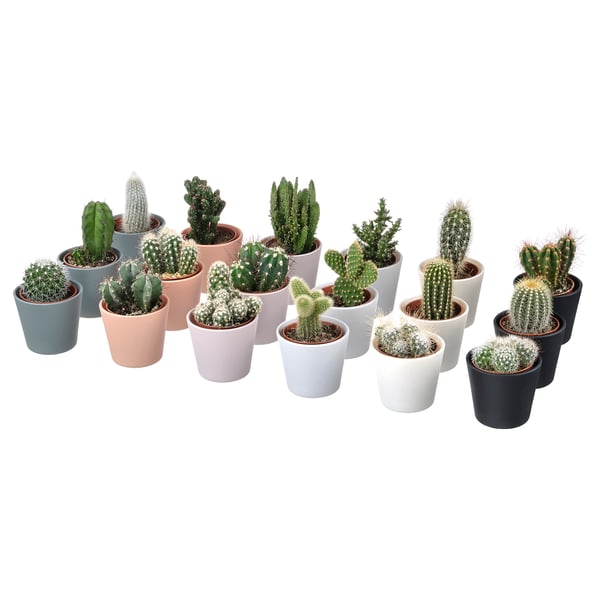 CACTACEAE Pianta con vaso, cactus/specie varie, 6 cm 3 pezzi