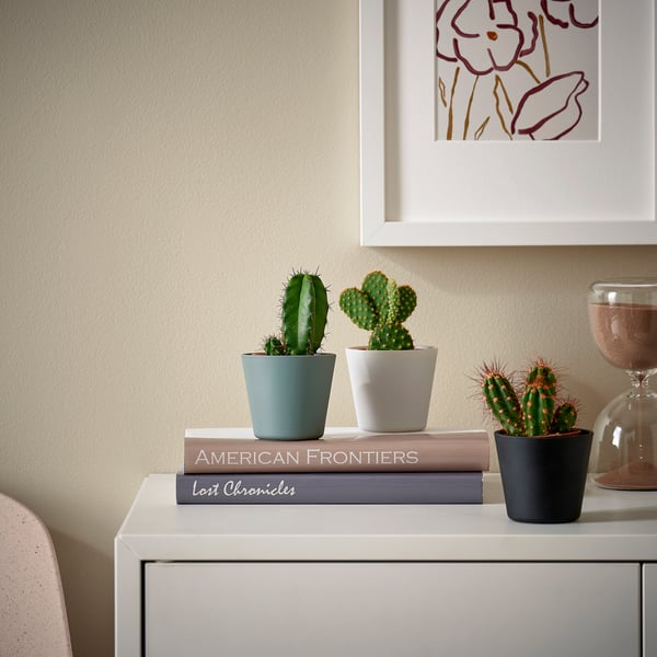 CACTACEAE Pianta con vaso, cactus/specie varie, 6 cm 3 pezzi