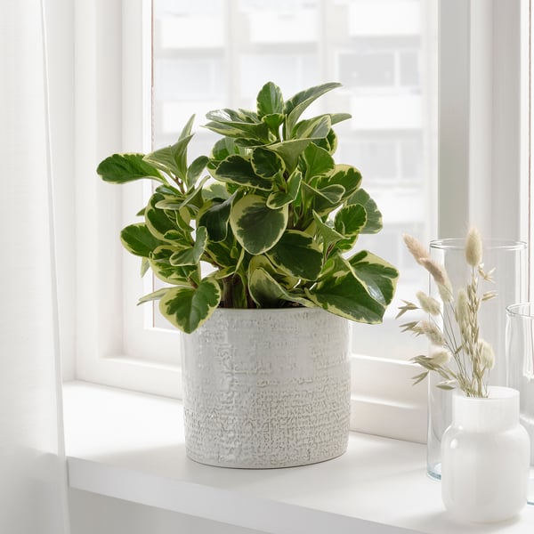 CHIAFRÖN Portavasi, da interno/esterno bianco, 15 cm