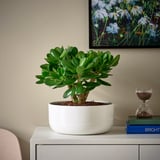 CRASSULA OVATA Pianta con vaso, ./colori vari, 22 cm