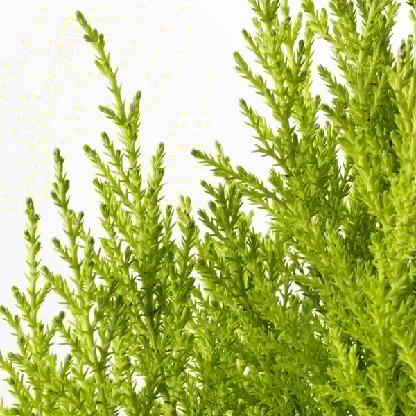 CUPRESSUS MACROCARPA Pianta da vaso, cipresso, 24 cm