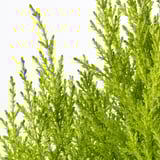 CUPRESSUS MACROCARPA Pianta da vaso, cipresso, 24 cm