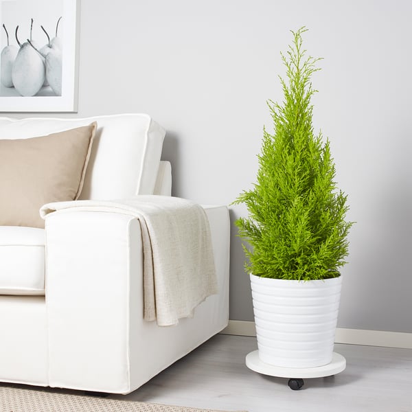 CUPRESSUS MACROCARPA Pianta da vaso, cipresso, 24 cm