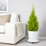 CUPRESSUS MACROCARPA Pianta da vaso, cipresso, 24 cm