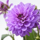 DAHLIA Pianta da vaso, Dalia colori vari, 17 cm