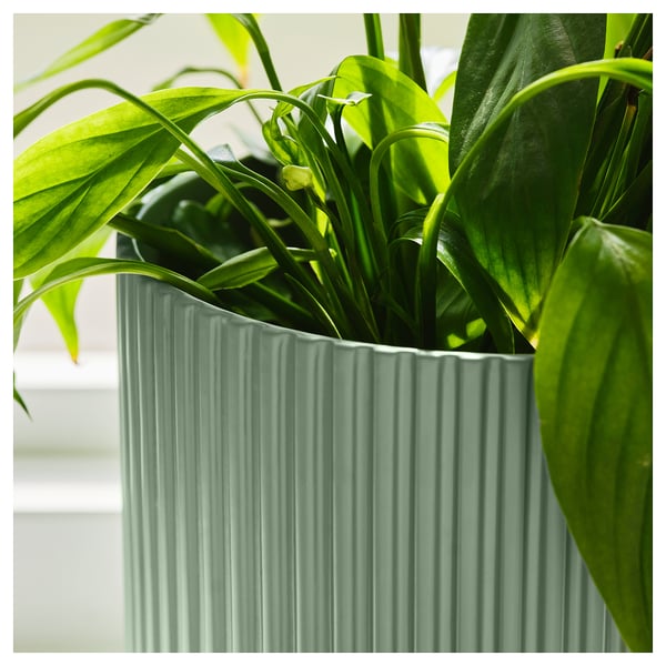 DAKSJUS Vaso, verde chiaro, 15 cm