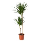 DRACAENA MARGINATA Pianta da vaso, Dracaena Marginata/2 steli, 19 cm