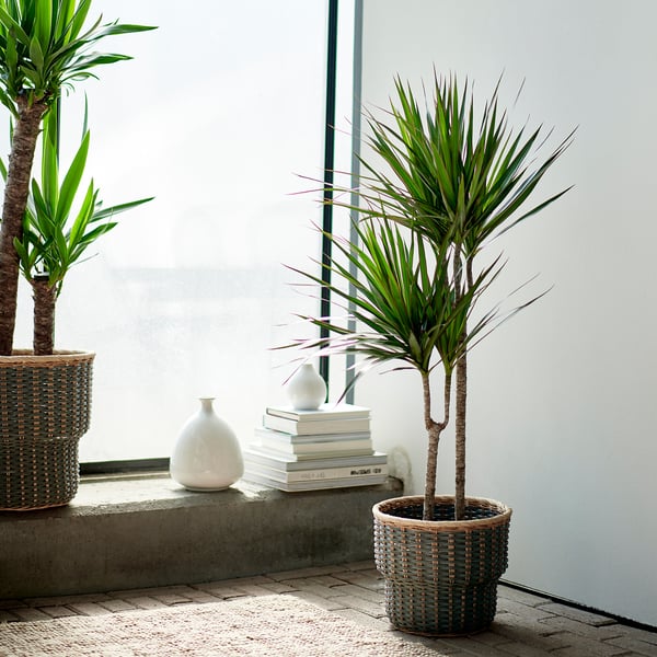 DRACAENA MARGINATA Pianta da vaso, Dracaena Marginata/2 steli, 19 cm