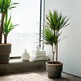 DRACAENA MARGINATA Pianta da vaso, Dracaena Marginata/2 steli, 19 cm