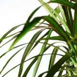 DRACAENA MARGINATA Pianta da vaso, Dracaena Marginata/2 steli, 19 cm