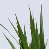 DRACAENA MARGINATA Pianta da vaso, Dracaena Marginata/2 steli, 19 cm