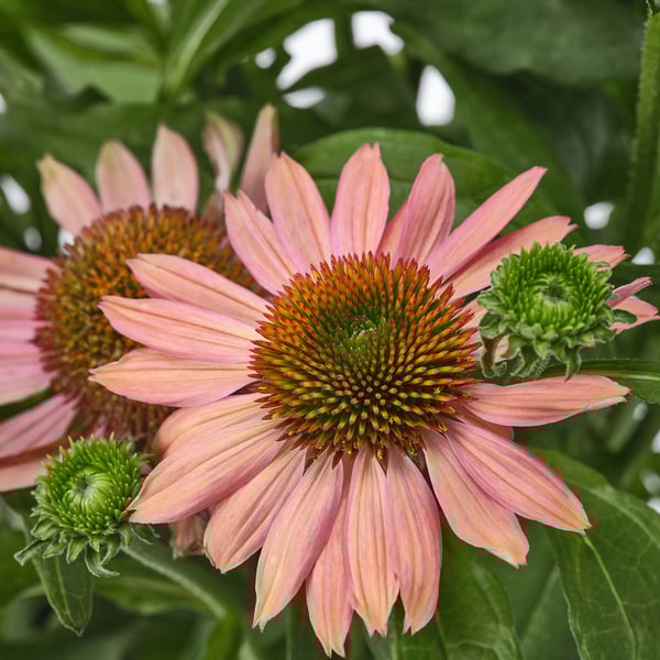 ECHINACEA Pianta da vaso, echinacea colori vari, 17 cm
