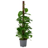 EPIPREMNUM Pianta da vaso, Pothos specie varie, 19 cm