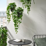FEJKA Pianta artificiale in vaso, da interno/esterno a sospensione/edera, 15 cm