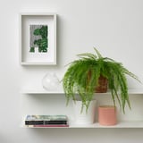 FEJKA Pianta artificiale in vaso, da interno/esterno a sospensione/felce, 12 cm