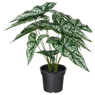 FEJKA Pianta artificiale in vaso, da interno/esterno Aroide africana, 15 cm