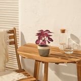 FEJKA Pianta artificiale in vaso, da interno/esterno Coleus/rosso, 9 cm