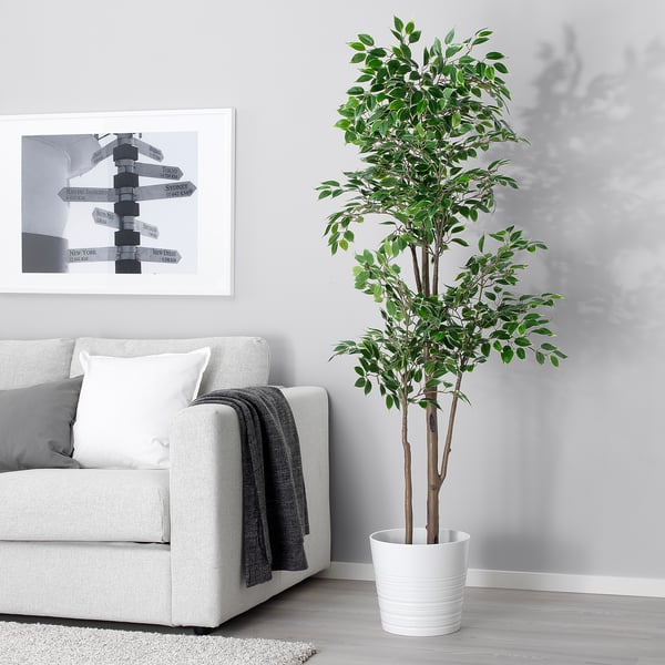 FEJKA Pianta artificiale in vaso, da interno/esterno Ficus benjamina, 21 cm