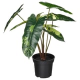 FEJKA Pianta artificiale in vaso, da interno/esterno Filodendro/verde/bianco, 15 cm