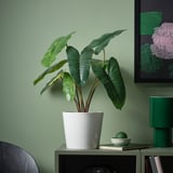 FEJKA Pianta artificiale in vaso, da interno/esterno Filodendro/verde/bianco, 15 cm