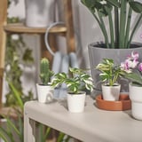 FEJKA Pianta artificiale in vaso, da interno/esterno monstera, 6 cm