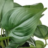 FEJKA Pianta artificiale in vaso, da interno/esterno Pothos/a sospensione, 12 cm