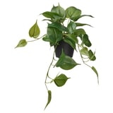 FEJKA Pianta artificiale in vaso, da interno/esterno Pothos/a sospensione, 12 cm