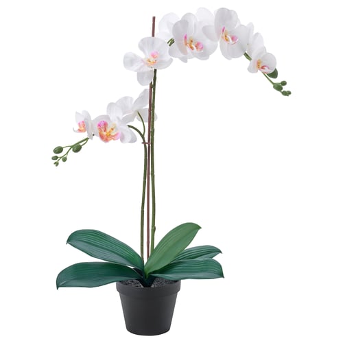 FEJKA Pianta artificiale in vaso, Orchidea bianco, 12 cm