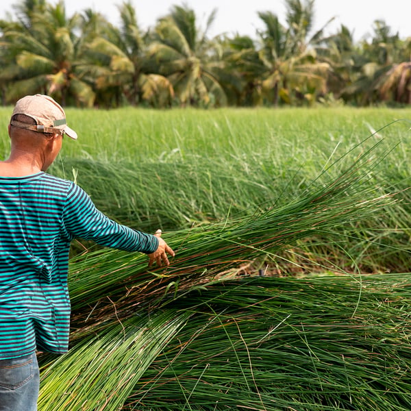 FLÅDIS Cestino, pianta erbacea, 25 cm