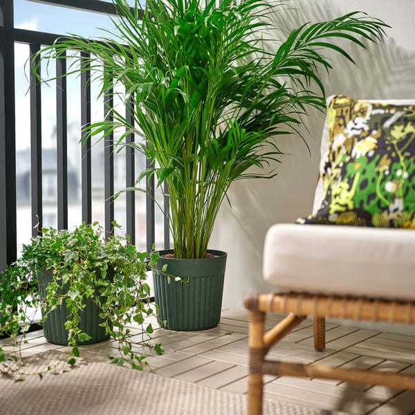 FRÄKENVÄXT Portavasi, da interno/esterno/verde intenso, 24 cm