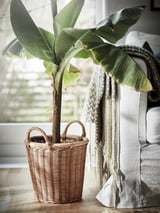 MUSA ORIENTAL Pianta da vaso, Banano, 21 cm