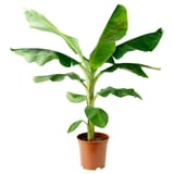 MUSA ORIENTAL Pianta da vaso, Banano, 21 cm