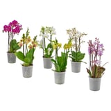 PHALAENOPSIS Pianta da vaso, multiflora, 12 cm