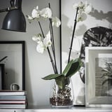 PHALAENOPSIS Pianta da vaso, Orchidea/2 steli, 12 cm