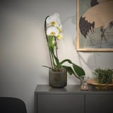 PHALAENOPSIS Pianta da vaso, Orchidea/cascata 1 stelo, 12 cm