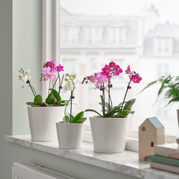 PHALAENOPSIS Pianta da vaso, Orchidea colori vari, 6 cm