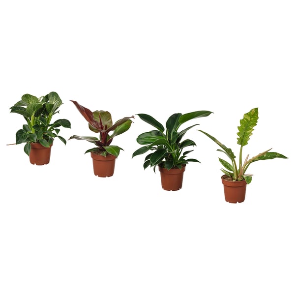 PHILODENDRON Pianta da vaso, Filodendro specie varie, 12 cm