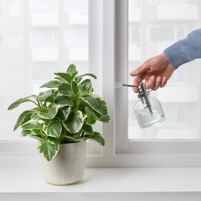 SESAMFRÖN Nebulizzatore per piante, vetro trasparente, 25 cl