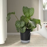 VÅRDTRÄD Vaso a riserva d'acqua, da interno/esterno trasparente/antracite, 19 cm