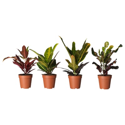 CODIAEUM Planta, crotón surtido de plantas, 12 cm