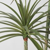 FEJKA Planta artificial, interior/exterior Banderilla, 23 cm