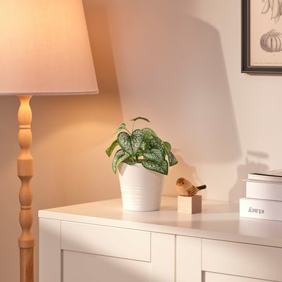FEJKA Planta artificial, interior/exterior lengua de buey, 9 cm