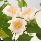FEJKA Planta artificial, interior/exterior/rosa Rosado claro, 12 cm